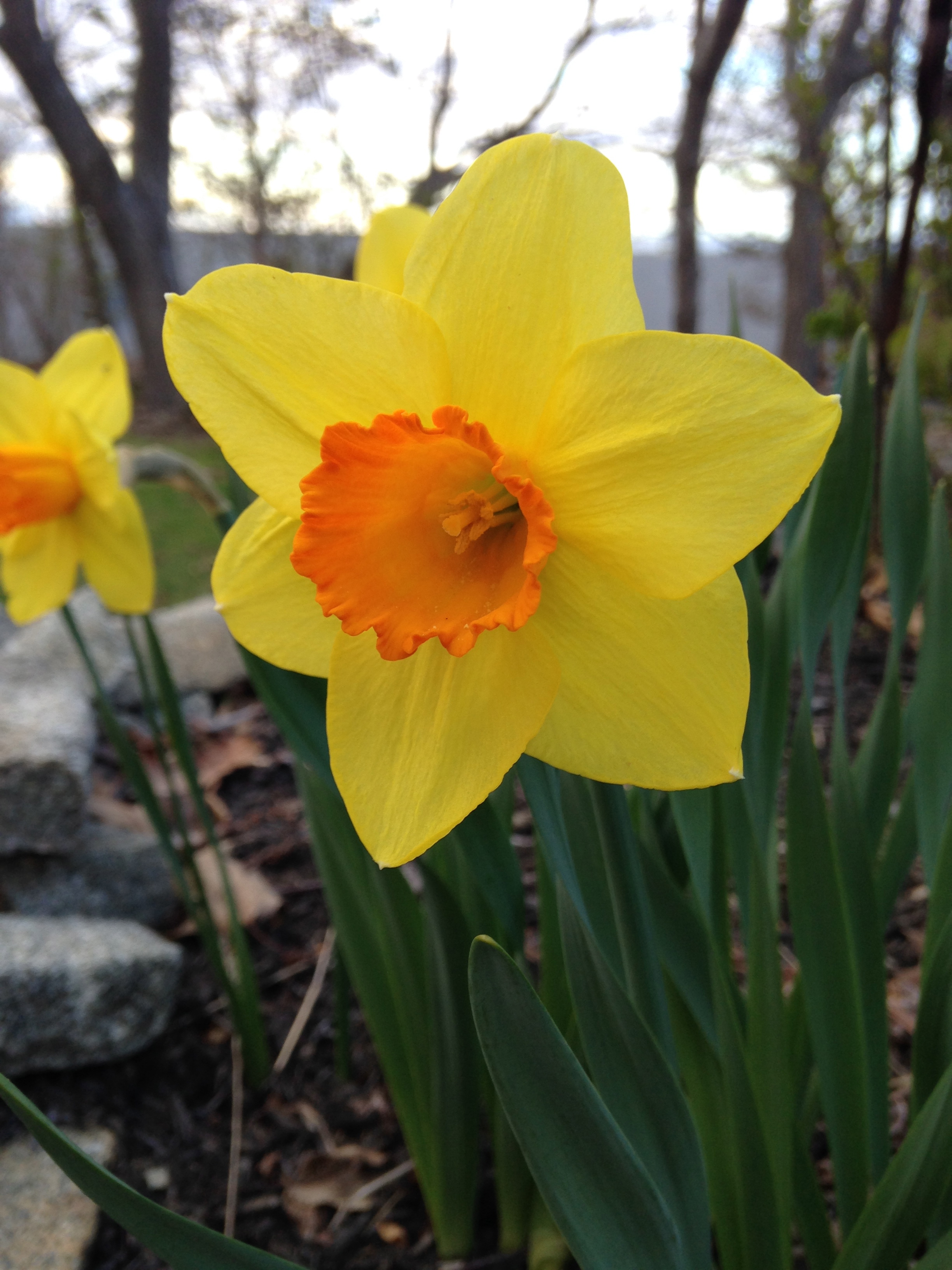  Daffodil 