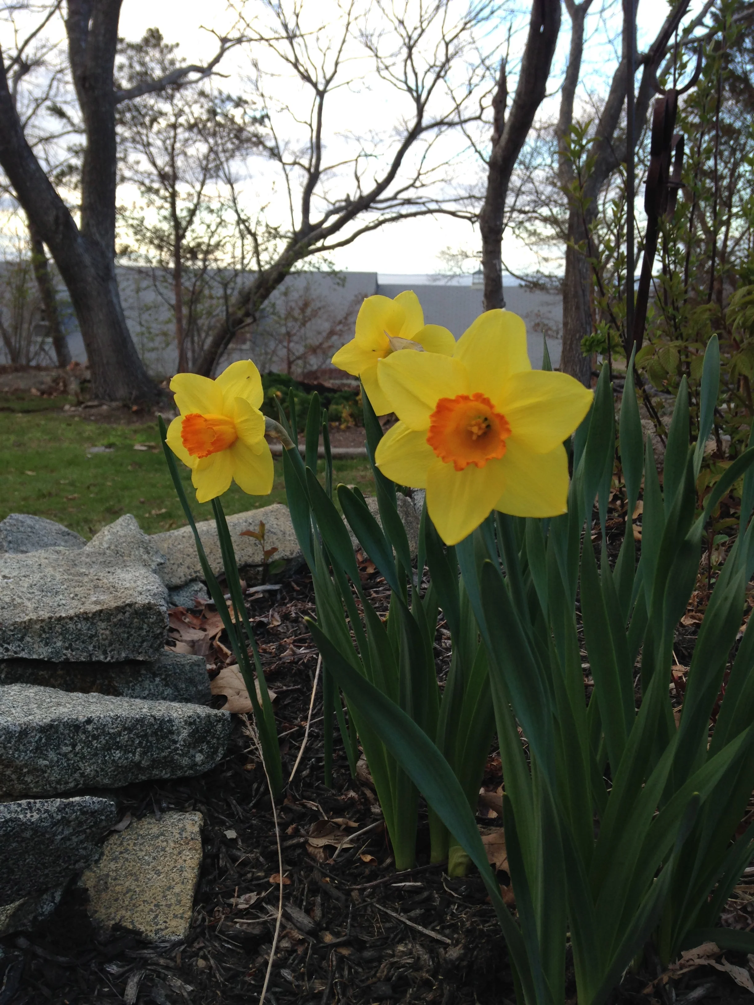 Daffodil