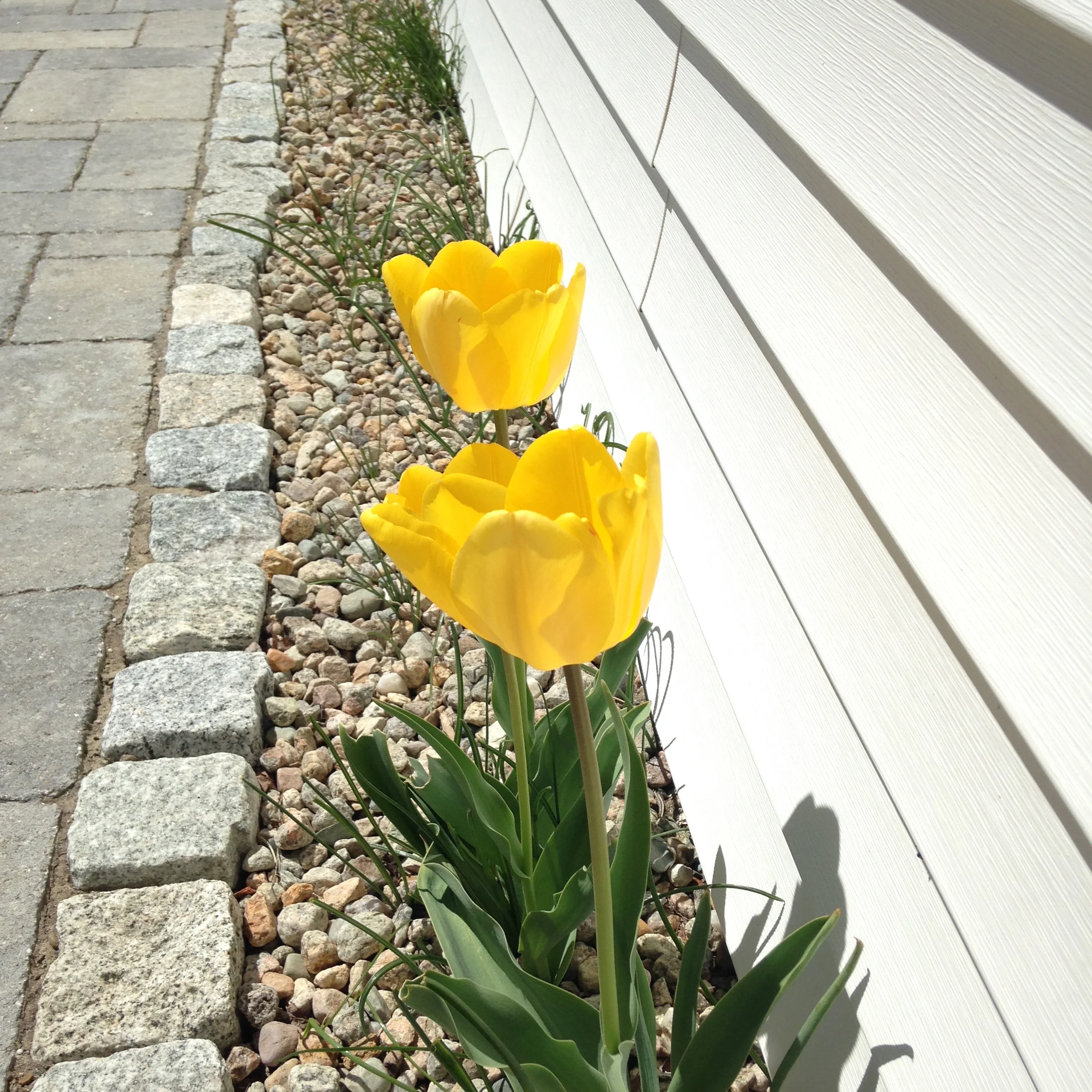 Tulip