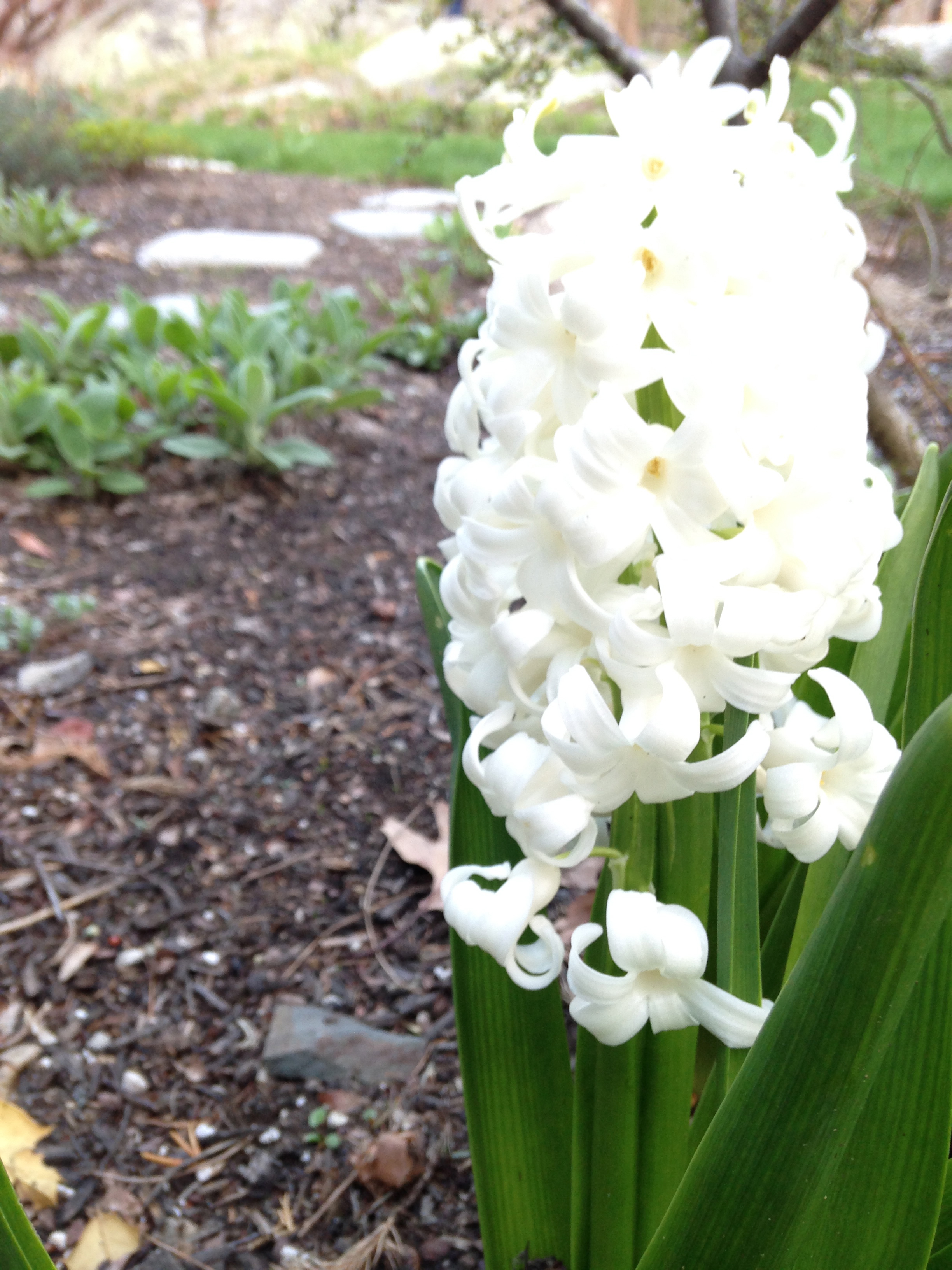  Hyacinth 