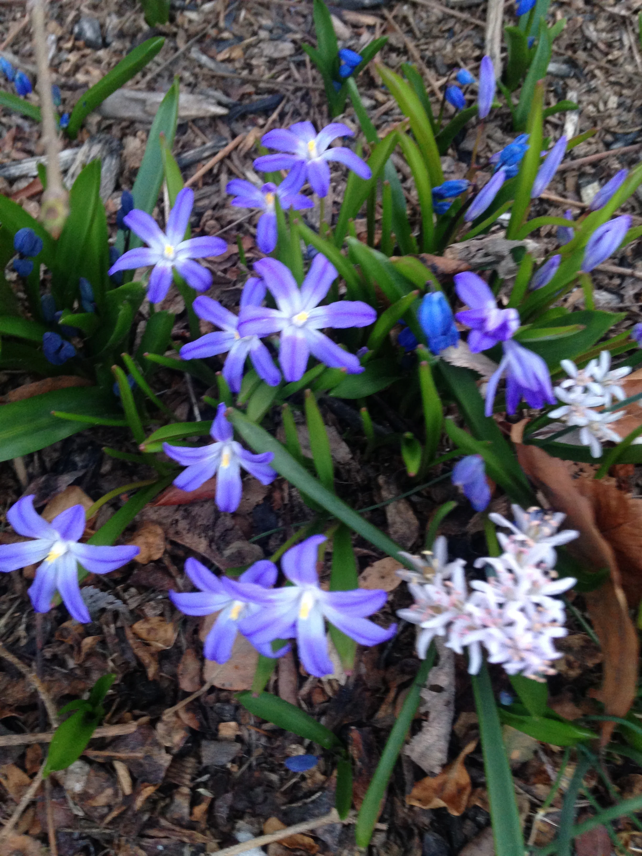 Scilla