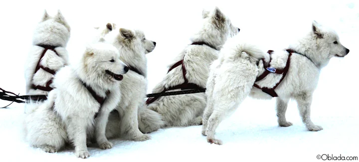Snow Dogs