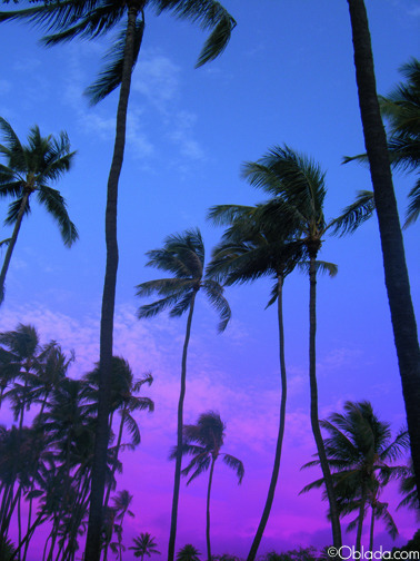 Waikiki Sunset