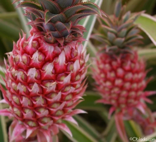 Pineapples