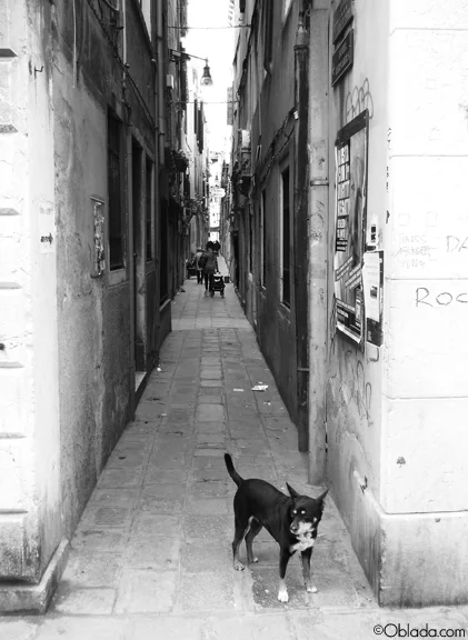 Dog in Florence