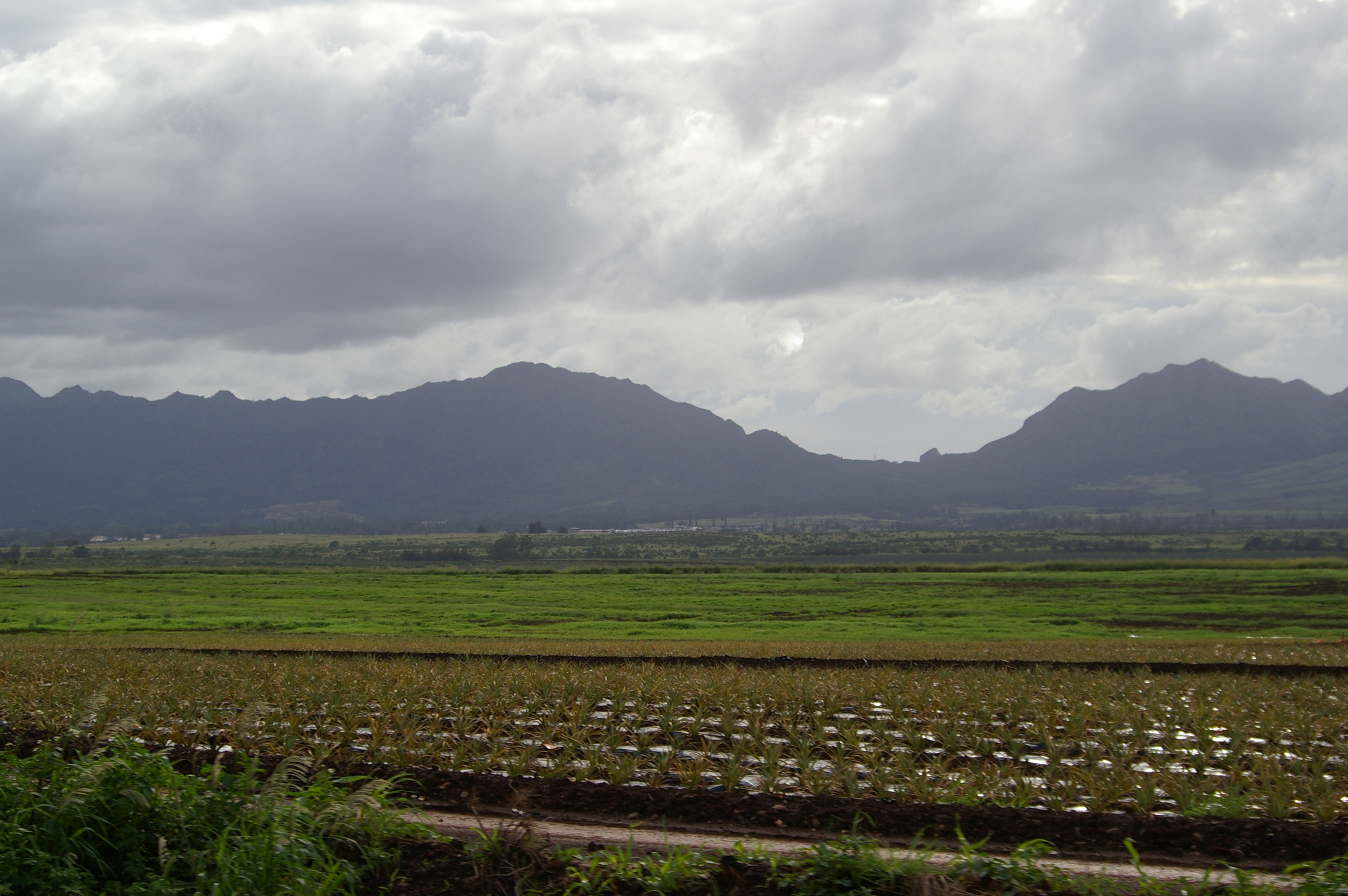 Dole Pineapple Plantation