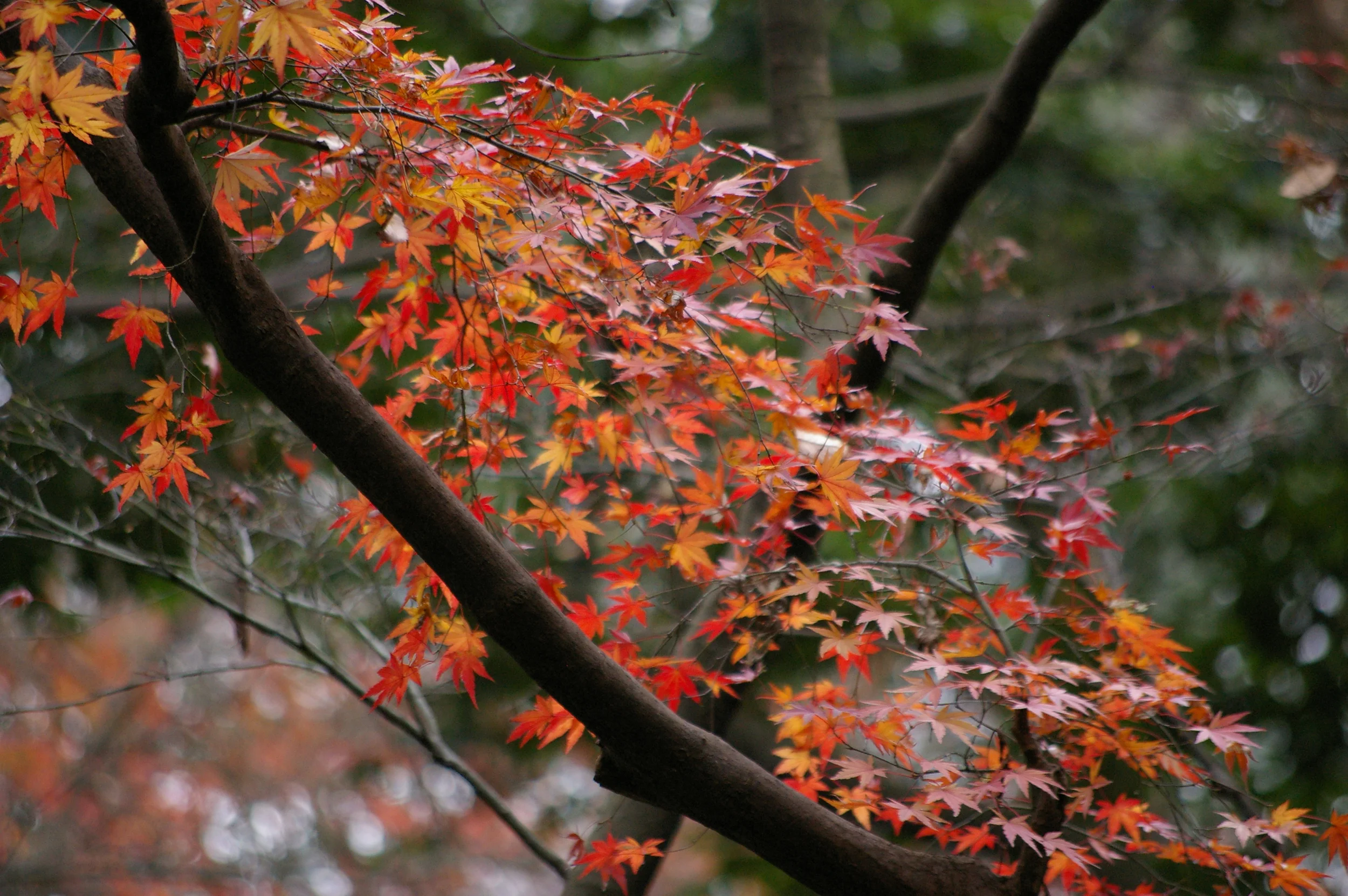The Fall