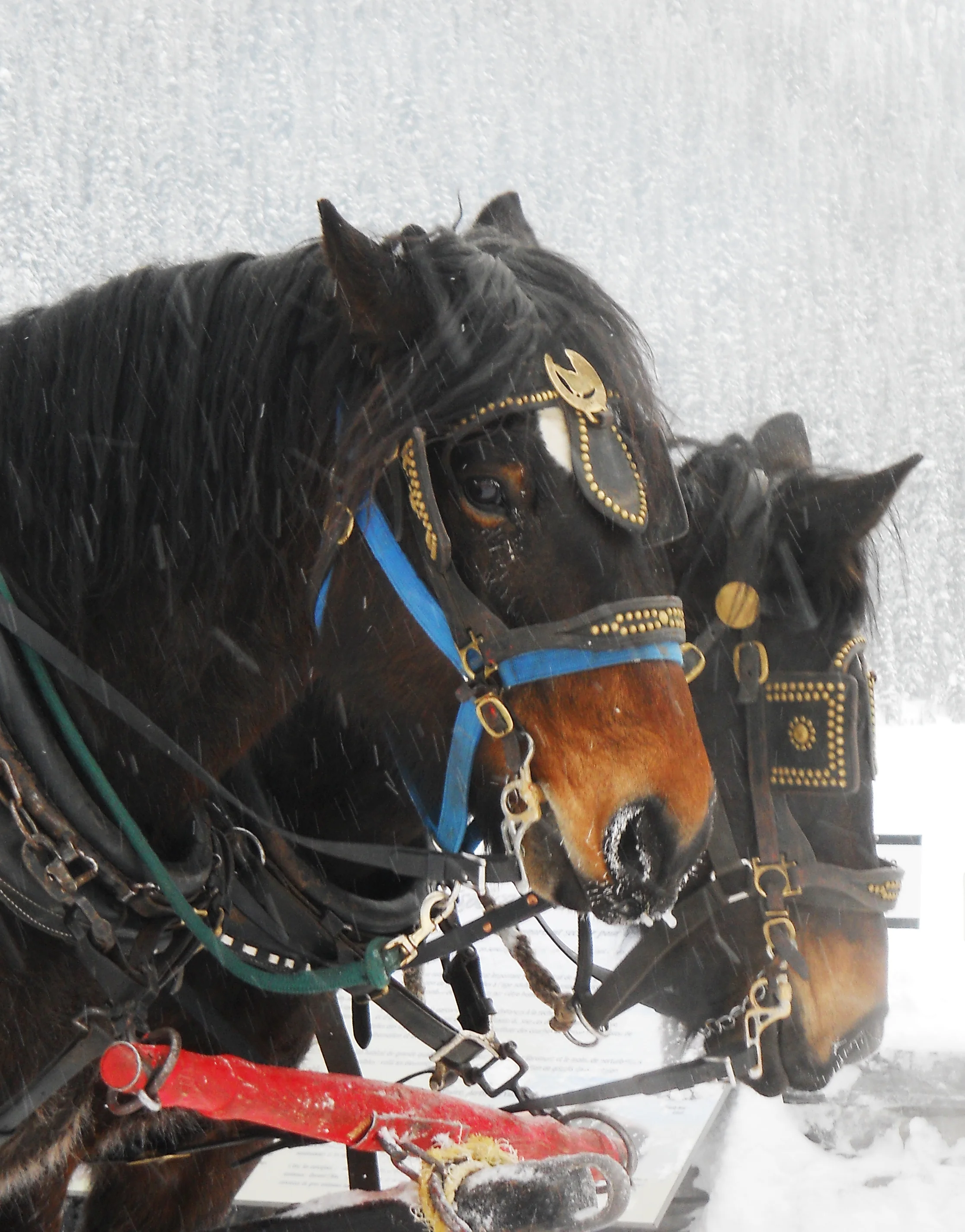 Sleighride