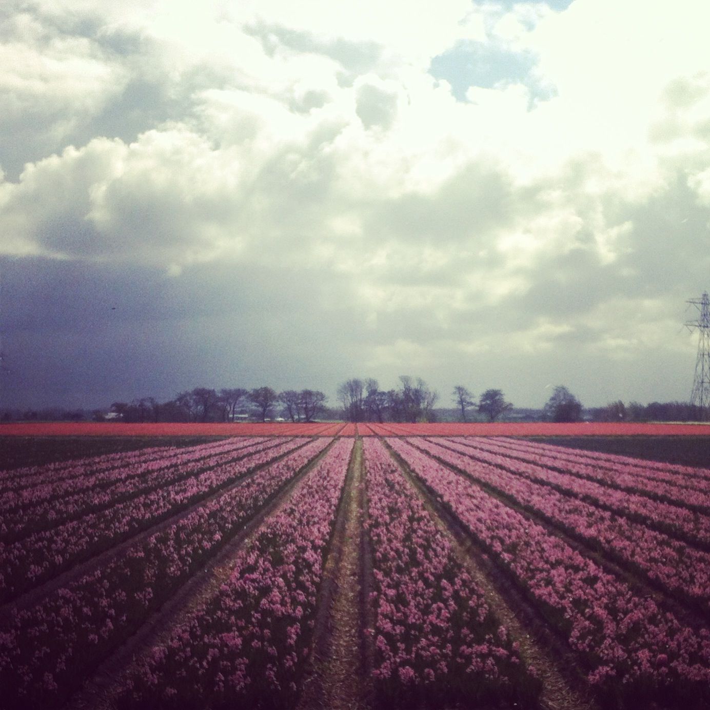 Tulip fields, Netherlands
