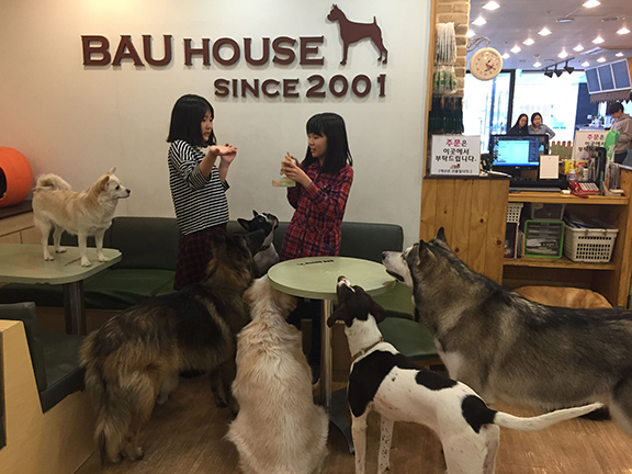 There's a separate area for big dogs to roam (©Deborah Clague/Oblada.com)