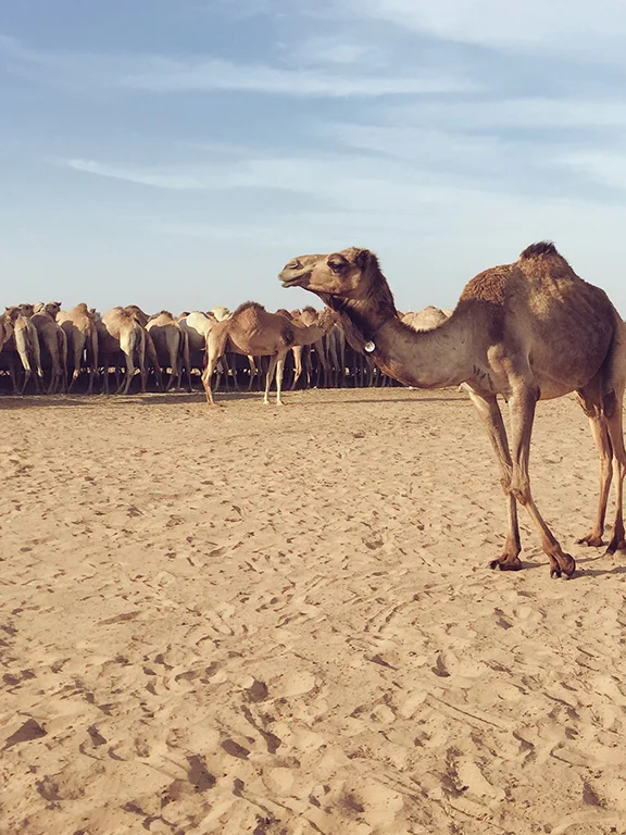Camel Farm