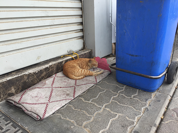 Stray cat in Deira (©Deborah Clague, 2016)