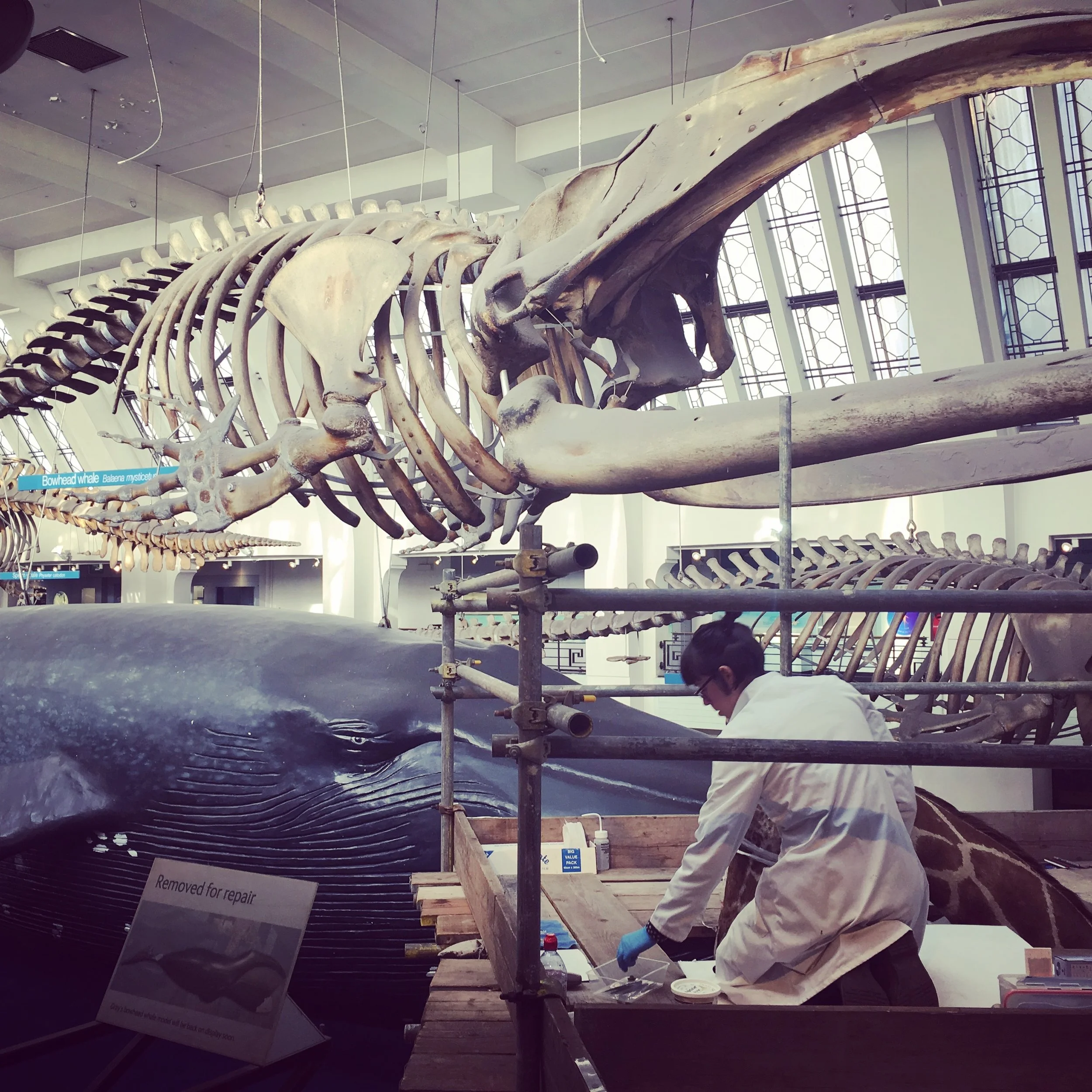 Natural History Museum