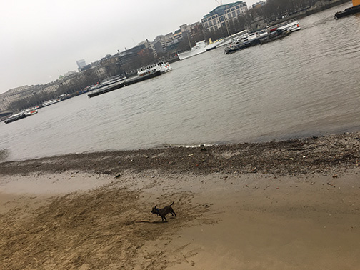 Dog playing on the bank of the Thames River (©Deborah Clague)