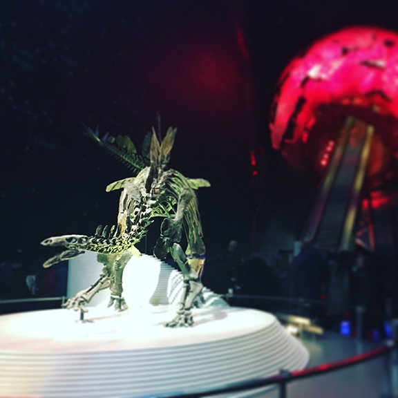Stegosaurus at Natural History Museum (©Deborah Clague)