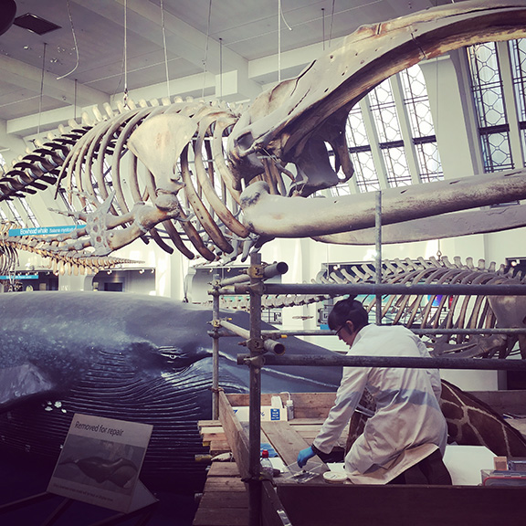 Natural History Museum (©Deborah Clague)