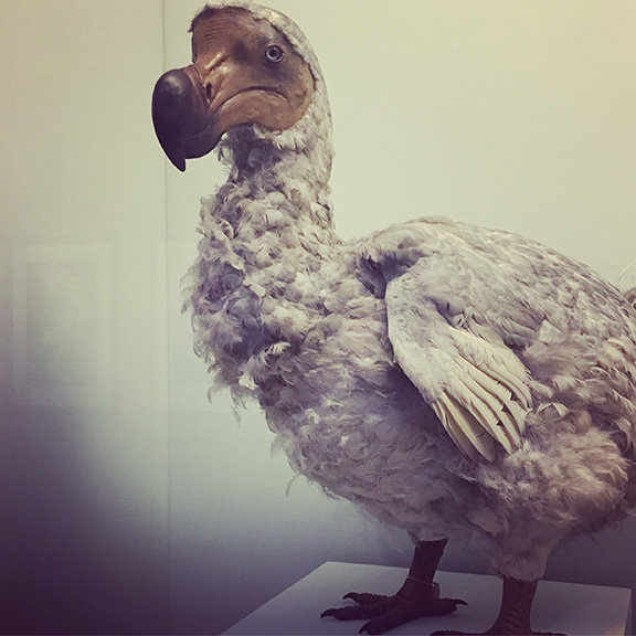 The extinct dodo bird, Natural History Museum (©Deborah Clague)