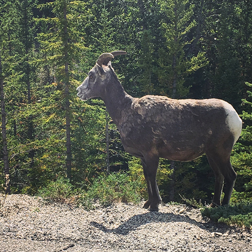 These guys stopped traffic.