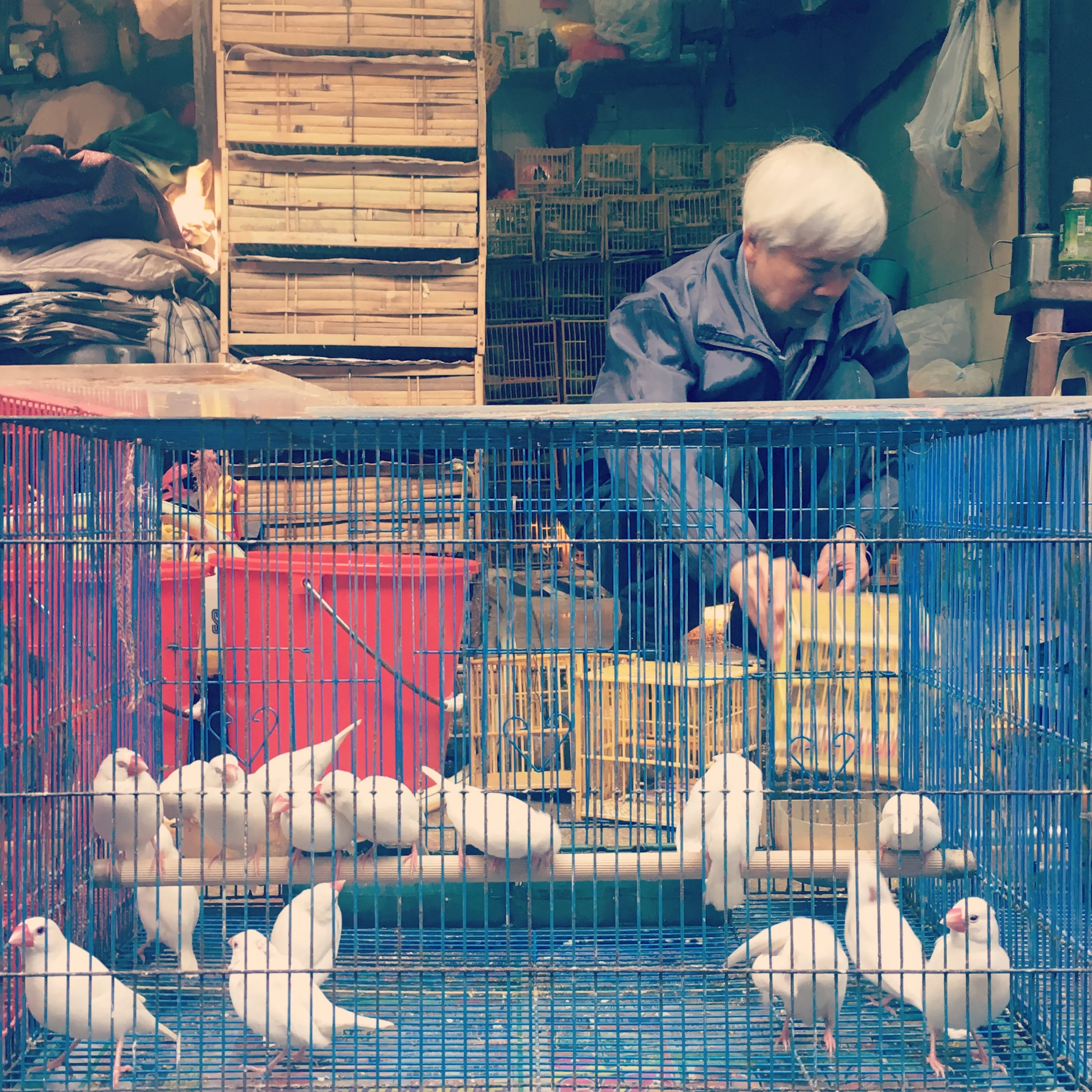 Hong Kong Bird Market