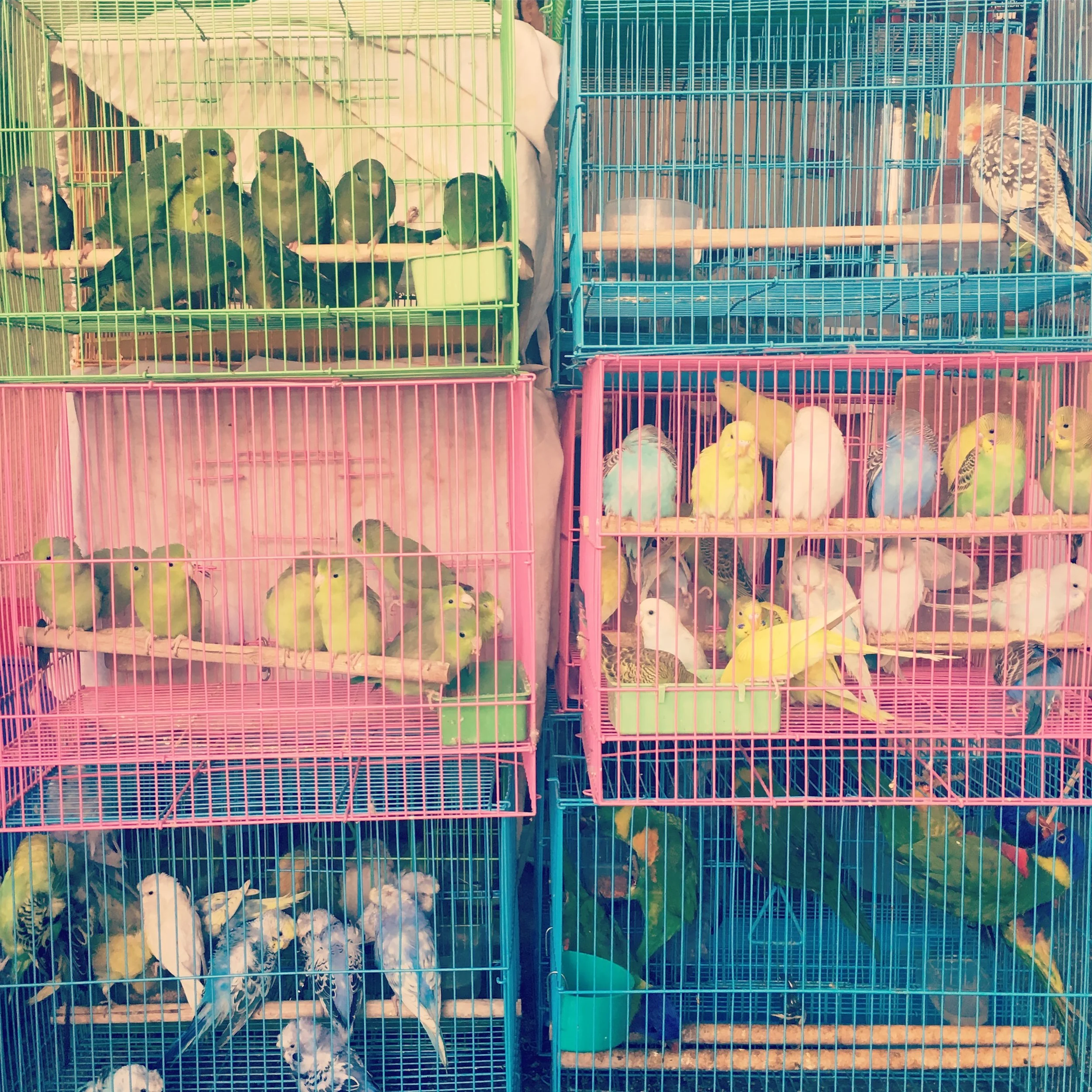 Hong Kong Bird Market