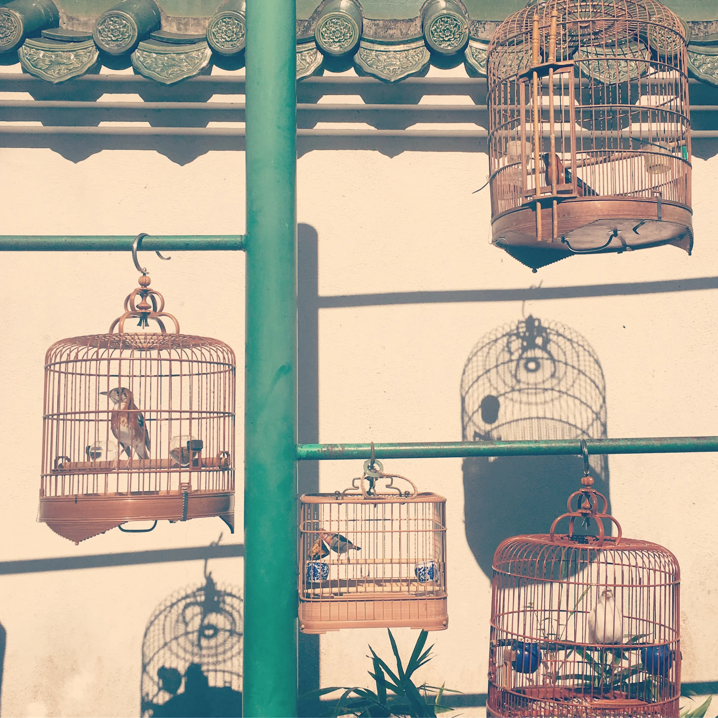 Hong Kong Bird Market