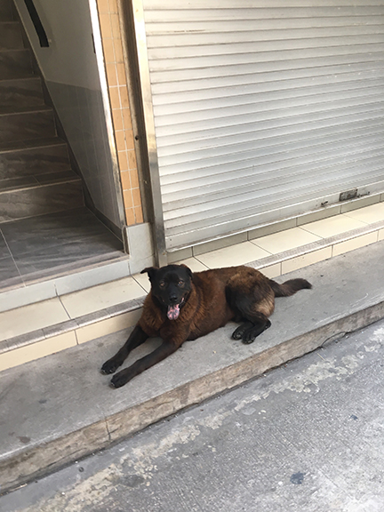 Good boy no. 1, Lantau Island, China (©Deborah Clague, 2018). 