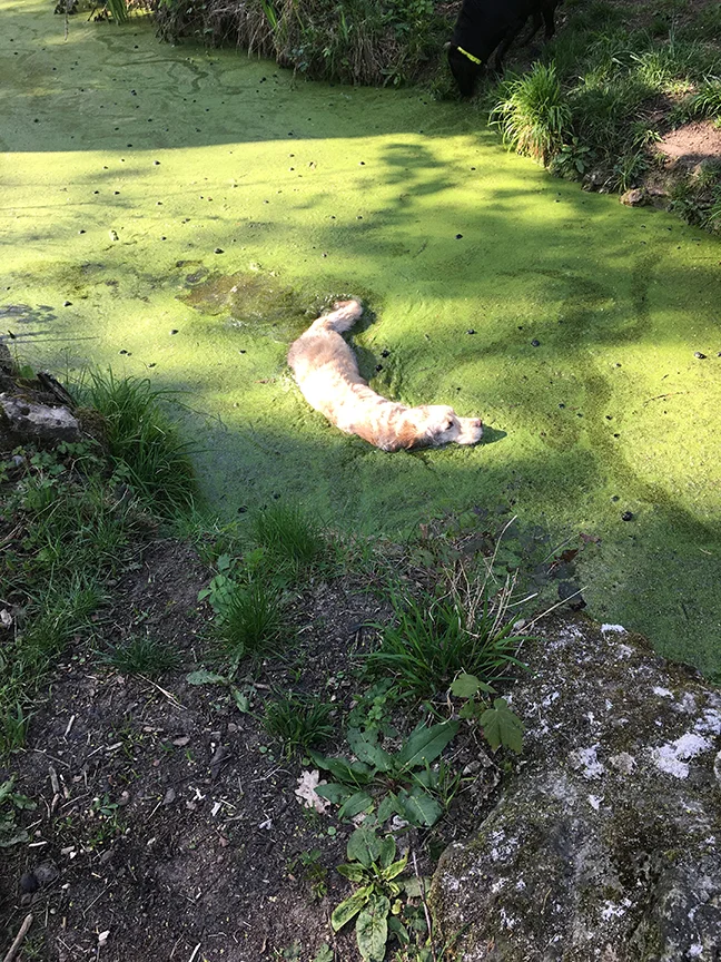Being a professional dog walker at Bois des Vincennes, Paris (©Deborah Clague, 2019).