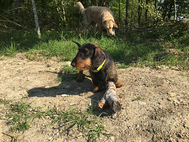 Being a professional dog walker at Bois des Vincennes, Paris (©Deborah Clague, 2019).