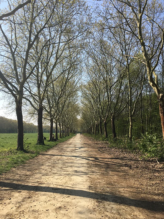 Being a professional dog walker at Bois des Vincennes, Paris (©Deborah Clague, 2019).