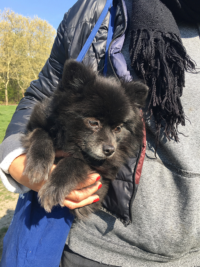 Being a professional dog walker at Bois des Vincennes, Paris (©Deborah Clague, 2019).