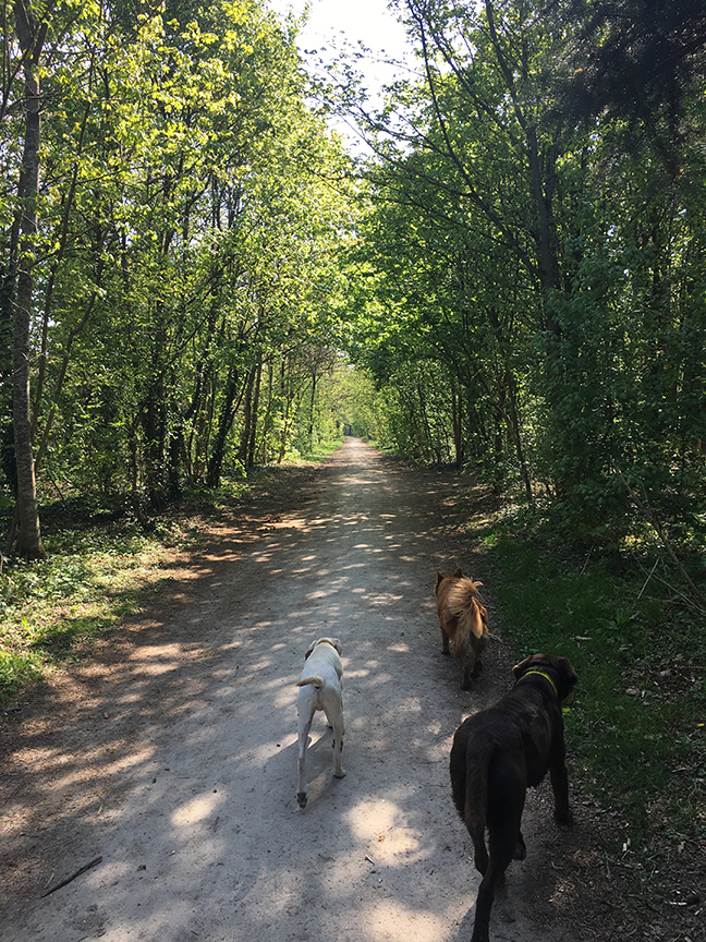 Being a professional dog walker at Bois des Vincennes, Paris (©Deborah Clague, 2019).