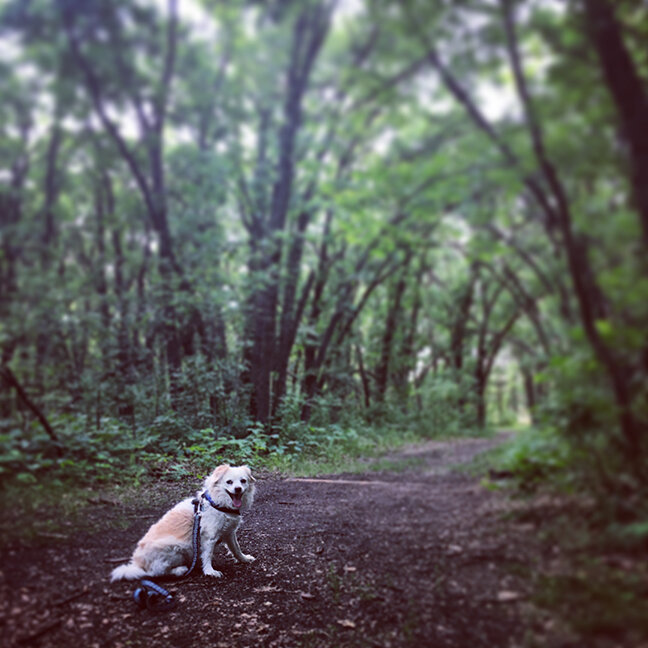 Monty at La Barriere Park, Manitoba (©Deborah Clague, 2019).