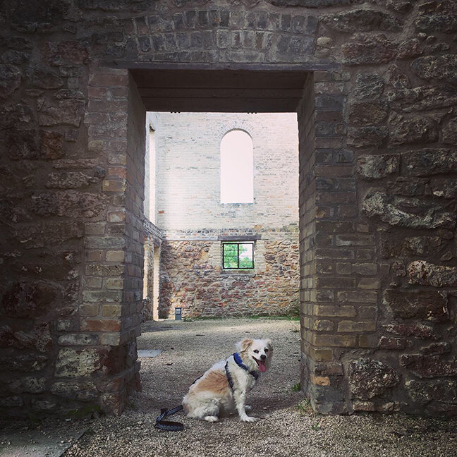 Monty at the Trappist Monastery Ruins, Winnipeg (©Deborah Clague, 2019).