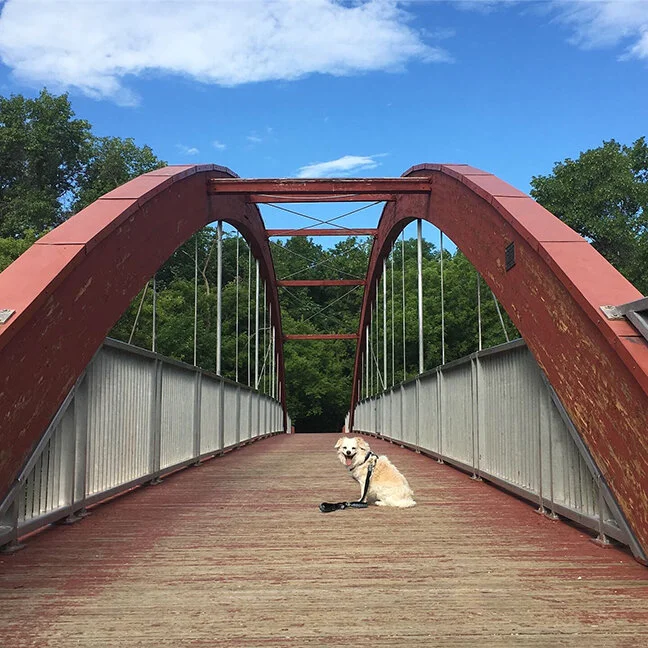 Monty at La Barriere Park, Manitoba (©Deborah Clague, 2019).