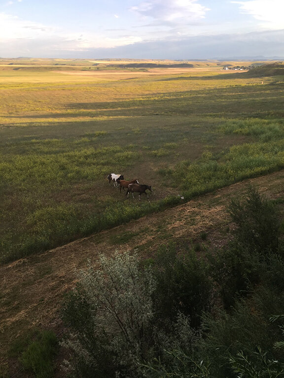 Our equine neighbours in Great Falls, Montana (©Deborah Clague, 2019).