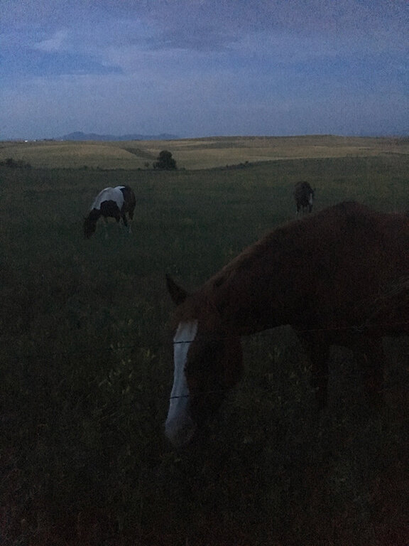Visiting with our equine neighbours, Great Falls, Montana (©Deborah Clague, 2019).
