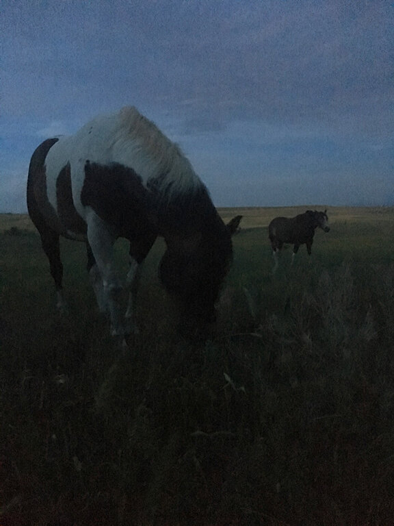 Visiting with our equine neighbours, Great Falls, Montana (©Deborah Clague, 2019).