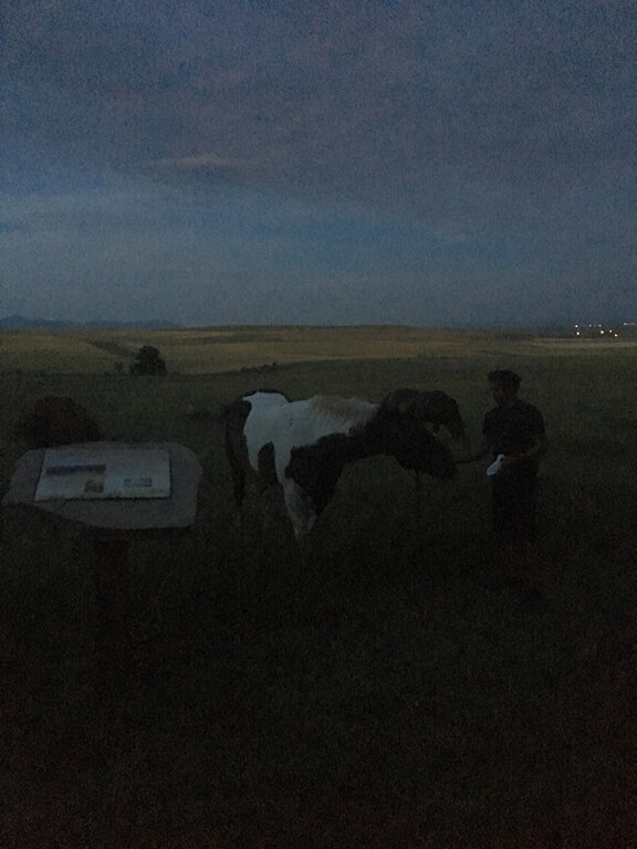 Visiting with our equine neighbours, Great Falls, Montana (©Deborah Clague, 2019).