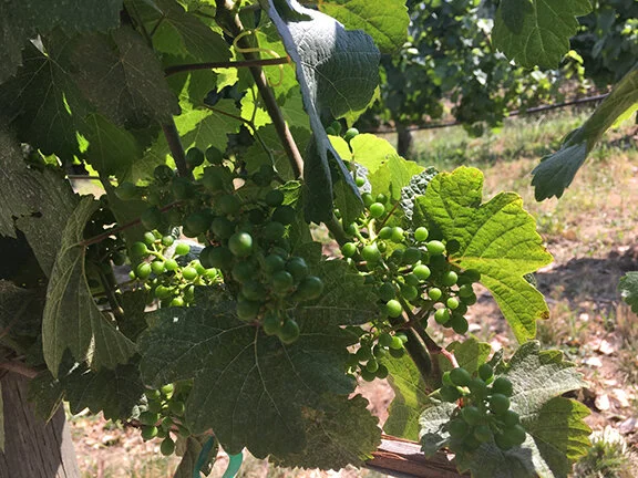 Applegate Valley Winery, Grant’s Pass, Oregon (©Deborah Clague, 2019).