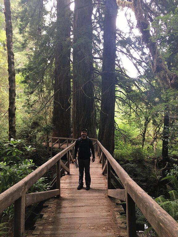 Hiking through the Redwood Forest, California (©Deborah Clague, 2019).