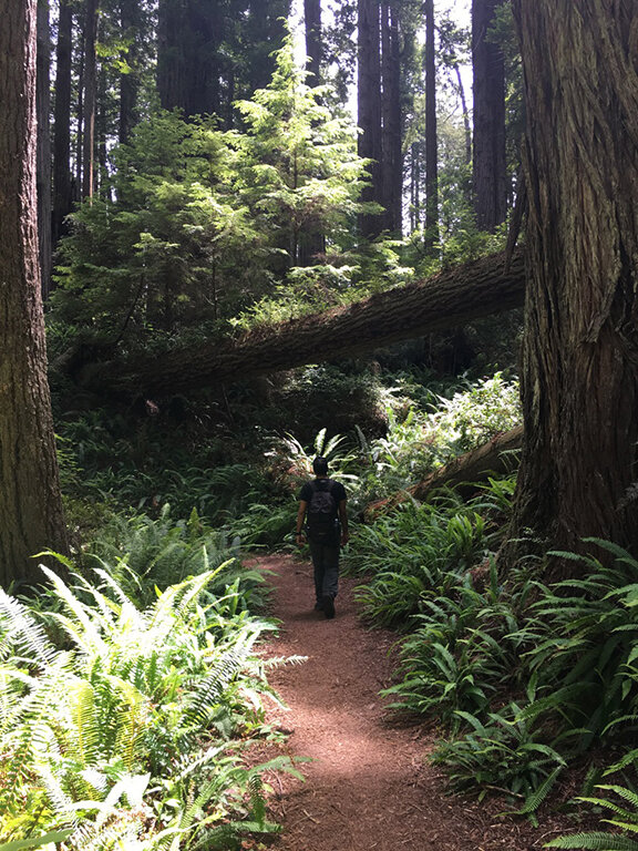 Hiking through the Redwood Forest, California (©Deborah Clague, 2019).
