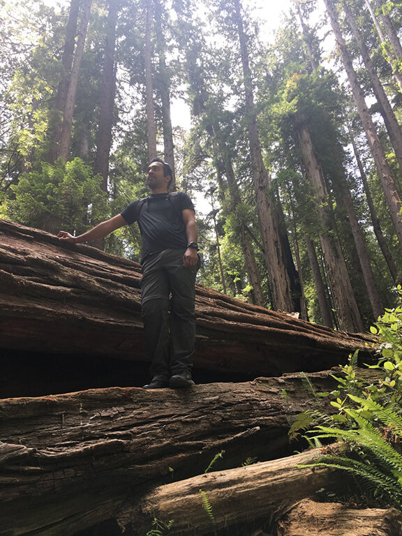 Hiking through the Redwood Forest, California (©Deborah Clague, 2019).