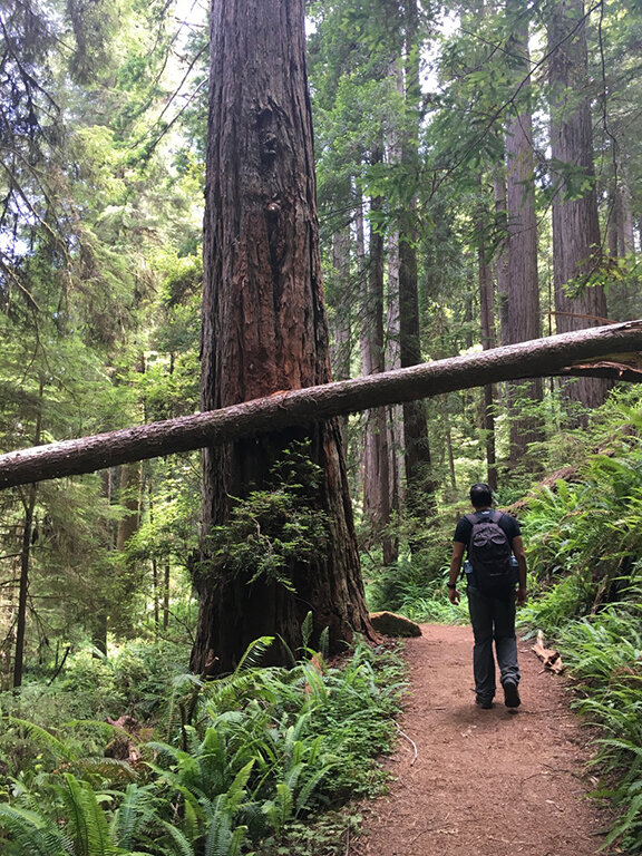 Hiking through the Redwood Forest, California (©Deborah Clague, 2019).