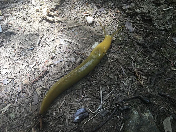The only wildlife I saw - a slug, Redwood Forest, California (©Deborah Clague, 2019).