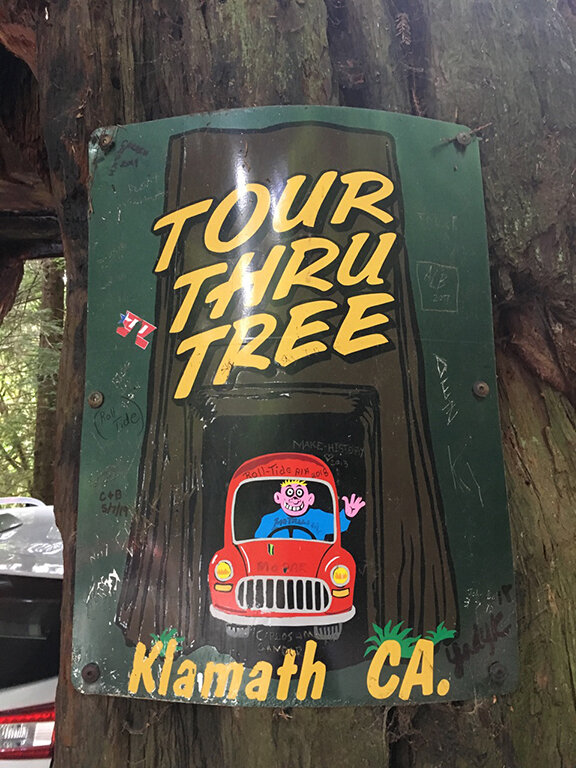 The famous tour-thru tree in Klamath, California (©Deborah Clague, 2019).