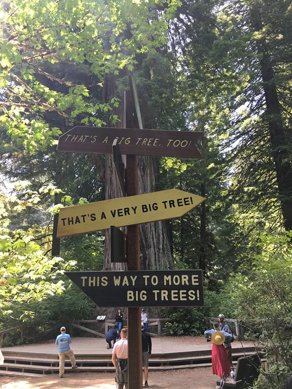 “That’s a very big tree”, Redwood Forest, California (©Deborah Clague, 2019).