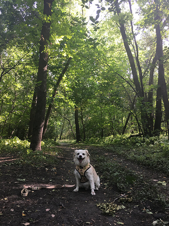 Monty getting his fitness on (©2020).