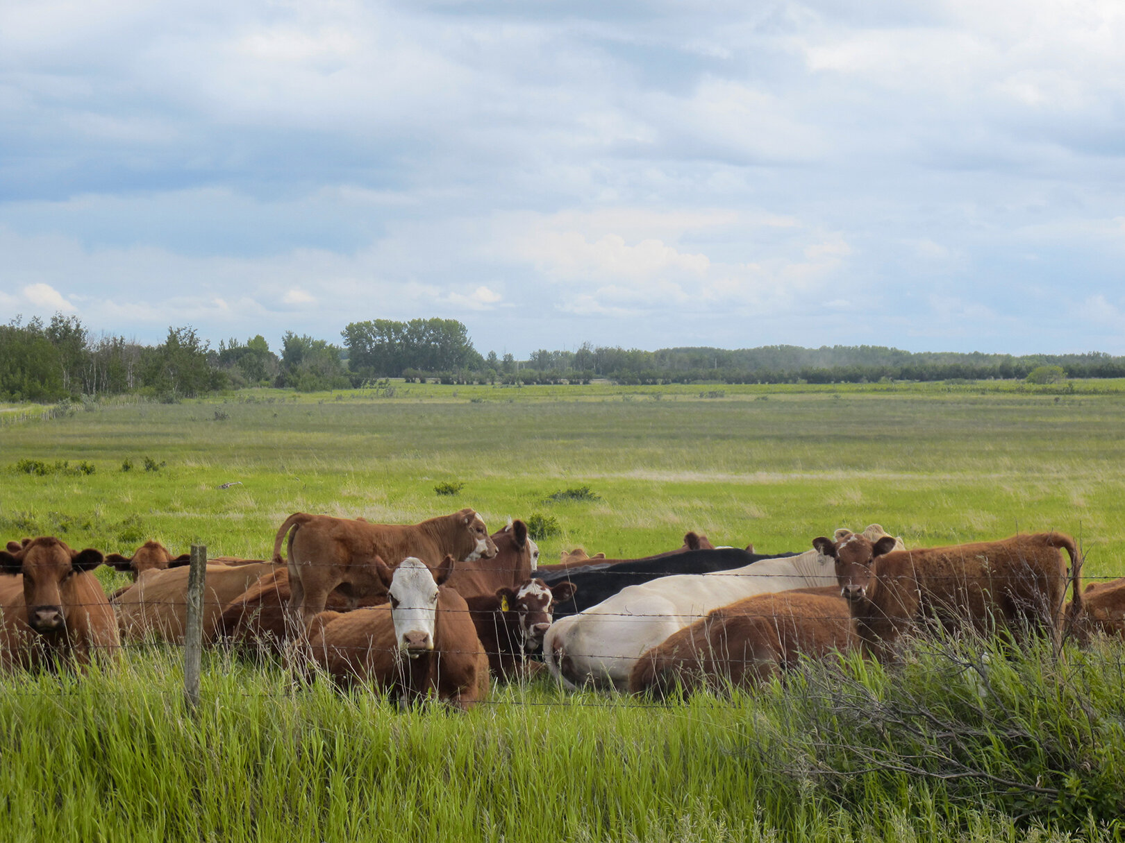 Relaxing on a lonely grid road, Saskatchewan (©2021 Deborah Clague).