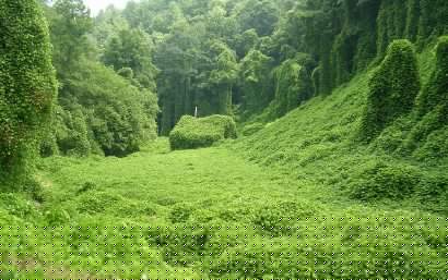 Kudzu covering a home in the mountains of Western North Carolina