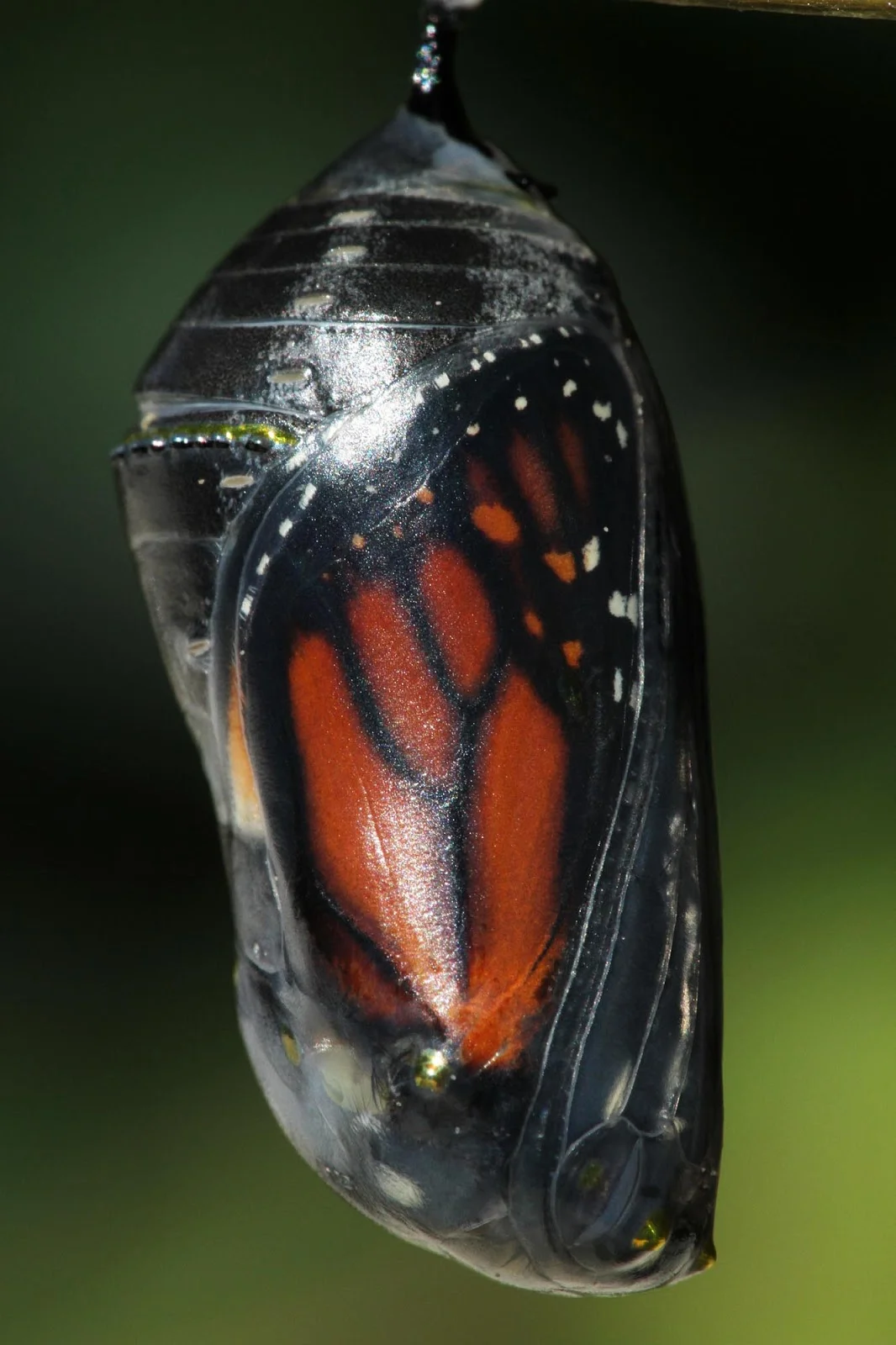 Monarch Butterfly, Siah St. Clare